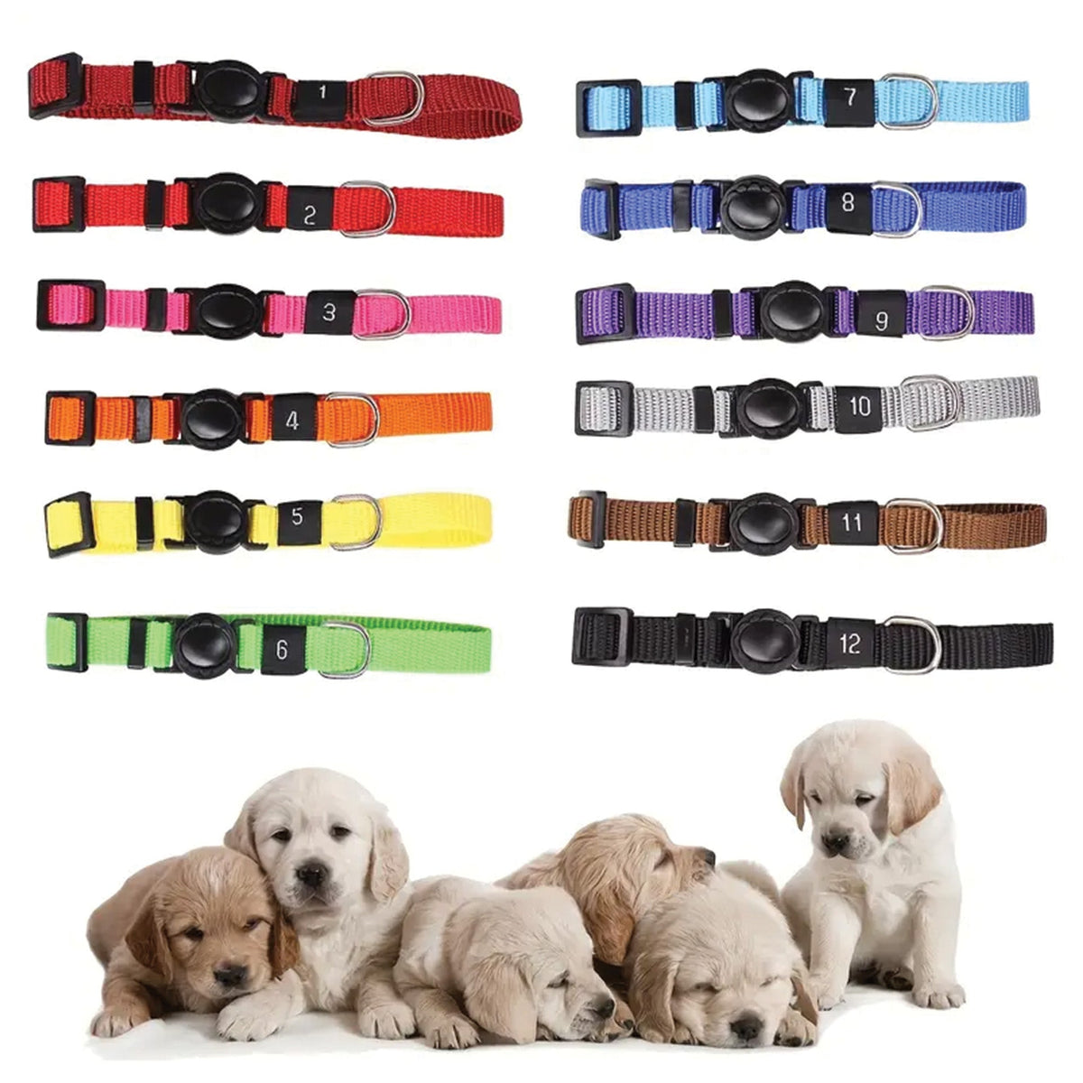 Puppy & Kitten Collar Pack