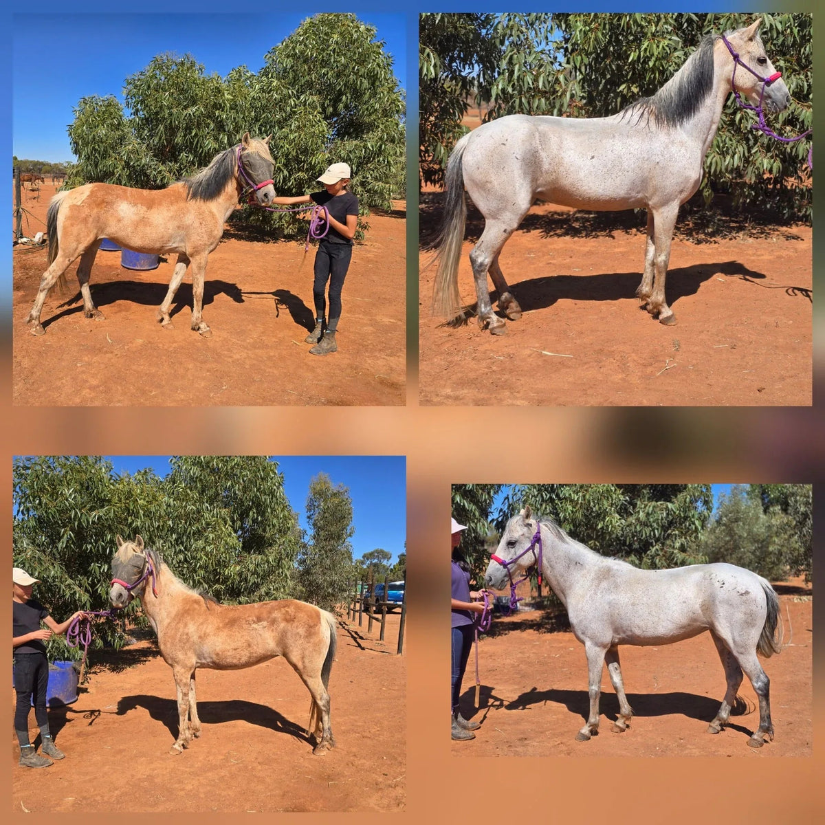 Mask It Purple Clay Mask Spa for Horses | Natural Coat Wash - Horse Queened