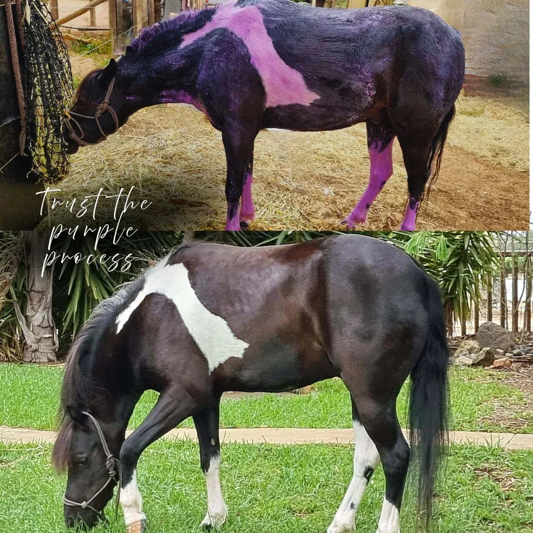 Mask It Purple Clay Mask Spa for Horses | Natural Coat Wash - Horse Queened