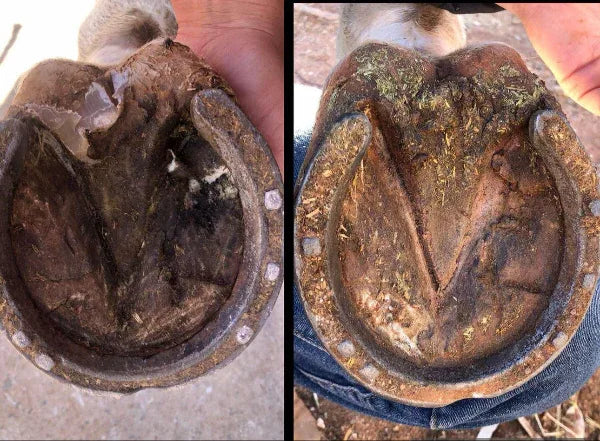 Hoof Rescue Pack – Clean, Conditioned Hooves, Every Day - Horse Queened