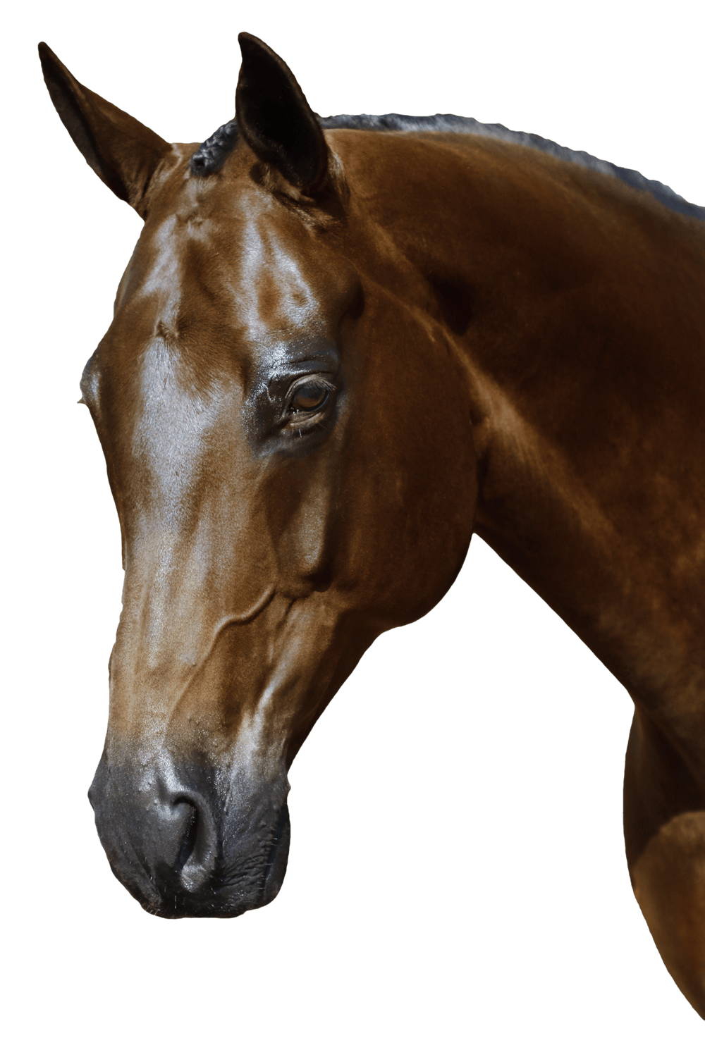 BRI015 Havana Gel 2 in 1 Comfort Bridle - Flexible Fit Equestrian Australia