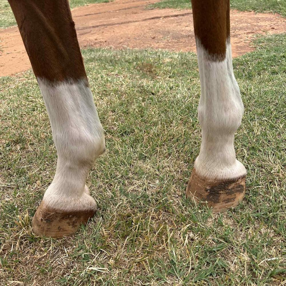 The Whites & Brights Pack – Mask It + Sock It Whitening Duo - Horse Queened