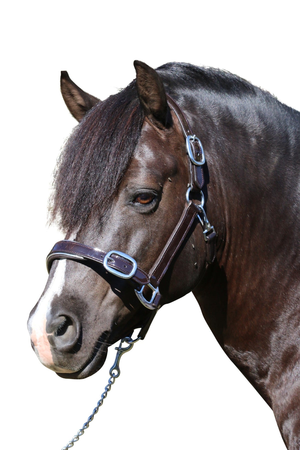 Patent Silver Pipe Havana - Leather Horse Halter