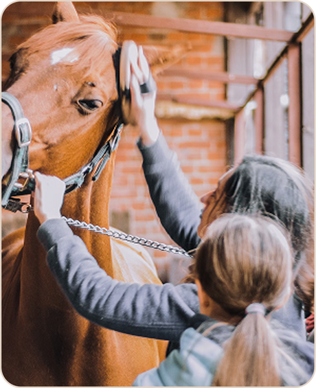 Stable & Grooming