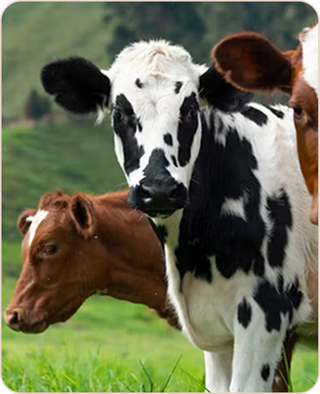 Livestock