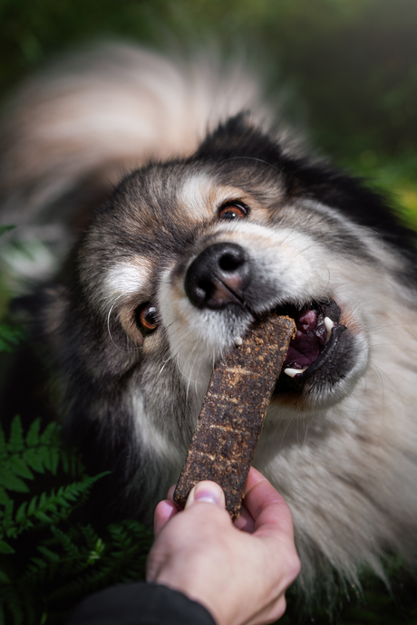 Dog Treats