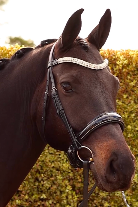 Halters & Leads