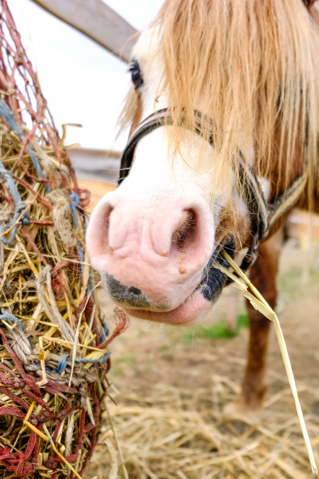 Hay Bags & Hay Nets