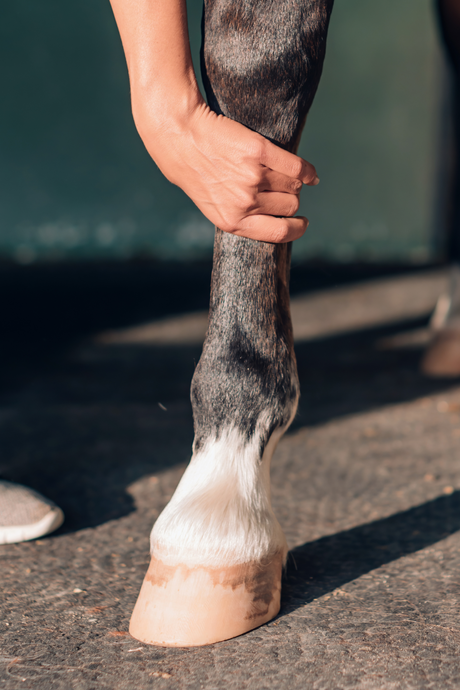Hoof Care