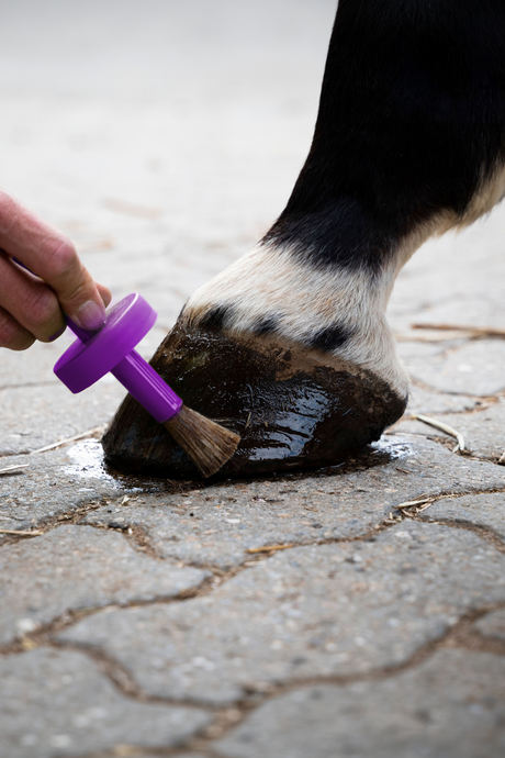Hoof Polish