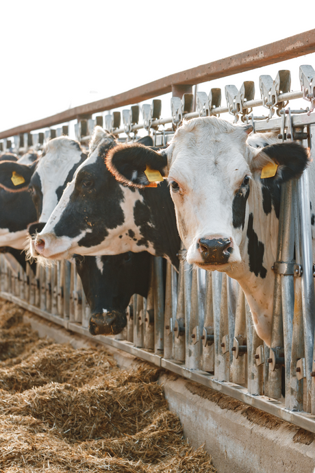 Livestock Feeders & Waterers