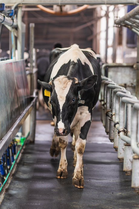Livestock Goods