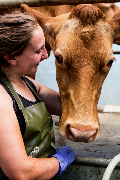 Livestock Health