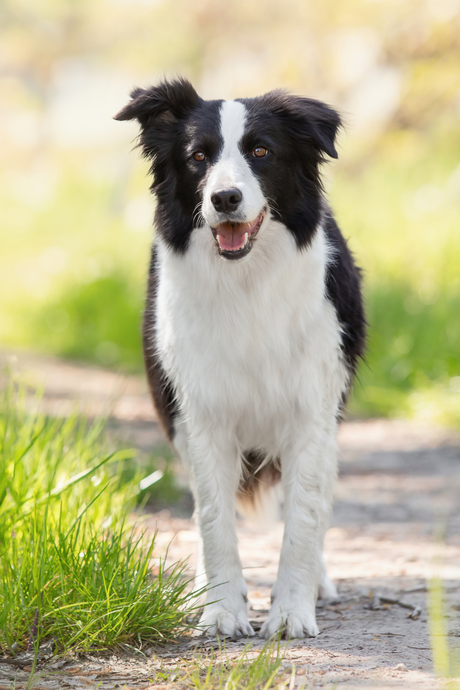 Pet Health Care