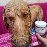 Dog with a jar of mud pup by Horse Queened pet product on a pink surface