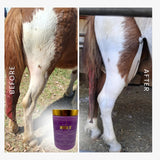 Mask It Purple Clay Mask Spa for Horses | Natural Coat Wash - Horse Queened