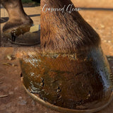 Polish It – Hoof Royalty - Horse Queened