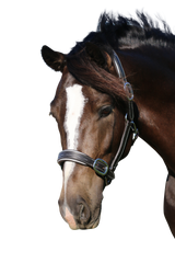 FANCY STITCH WHITE PIPE HAVANA HALTER - Flexible Fit Equestrian Australia