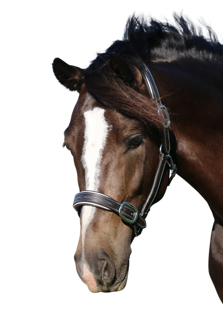 FANCY STITCH WHITE PIPE HAVANA HALTER - Flexible Fit Equestrian Australia