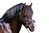 PATENT SILVER PIPE HAVANA HALTER - Flexible Fit Equestrian Australia