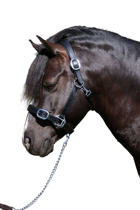 PLAIN FLAT STAINLESS STEEL BLACK HALTER - Flexible Fit Equestrian Australia