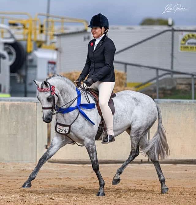A woman in equestrian attire rides a gray horse in an outdoor riding arena. The rider wears a black jacket, white breeches, and a black helmet, while the horse is outfitted with a bridle and blue girth straps. Hooves are painted with black Tie polish it 