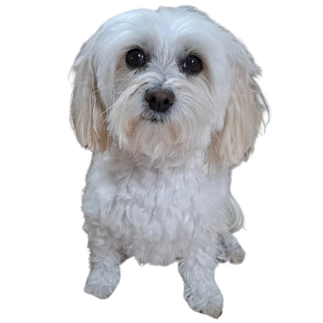Frankie Suds Purple – Dog Grooming Gentle Whitening Shampoo - Horse Queened