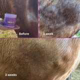 The Regrowth Ritual Pack- Natural Coat, Mane & Tail Care Duo | Soothe It + Grow It - Horse Queened