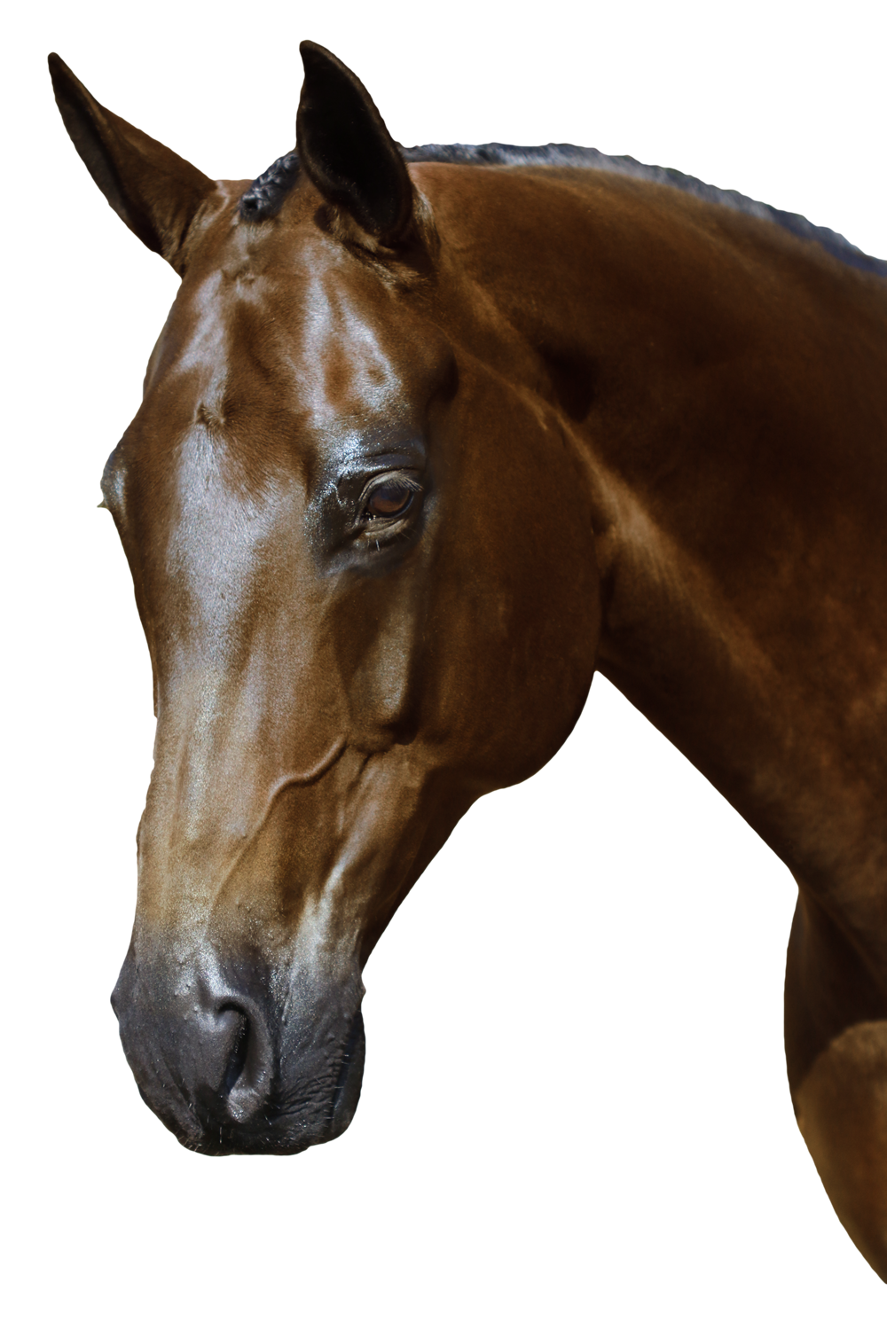 BRI009 HAVANA GEL SHOW SNAFFLE BRIDLE $194.80-$299.75 - Flexible Fit Equestrian Australia