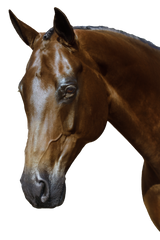 BRI012 BLACK GEL NOSEBANDLESS BRIDLE $134.85-$249.80 - Flexible Fit Equestrian Australia