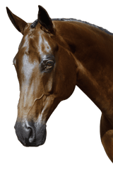 BRI014 Black Gel 2 in 1 Comfort Bridle - Flexible Fit Equestrian Australia