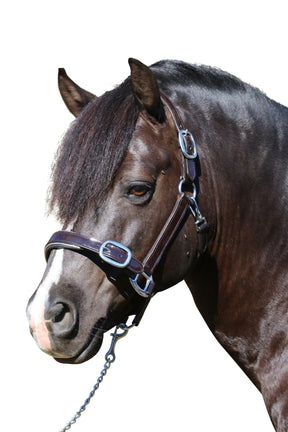 Patent Silver Pipe Havana - Leather Horse Halter