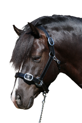 PLAIN FLAT STAINLESS STEEL BLACK HALTER - Flexible Fit Equestrian Australia