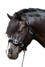 PLAIN FLAT STAINLESS STEEL BLACK HALTER - Flexible Fit Equestrian Australia