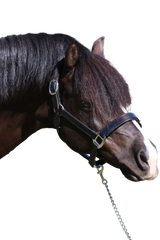 PLAIN FLAT STAINLESS STEEL BLACK HALTER - Flexible Fit Equestrian Australia