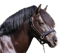 PLAIN FLAT STAINLESS STEEL HAVANA HALTER - Flexible Fit Equestrian Australia