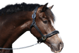 Raised Silver Pipe Havana Halter - Flexible Fit Equestrian Australia